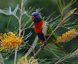 Rainbow Lorikeet AA027D-007